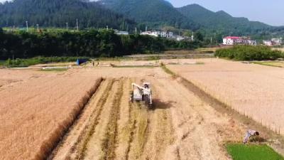 【农民丰收】郧阳：小麦大丰收 农民收割忙