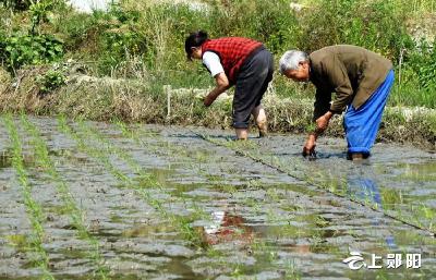 青曲镇：开插早稻  播种希望