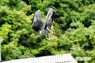 一只罕见“怪鸟”现身郧阳区大柳乡