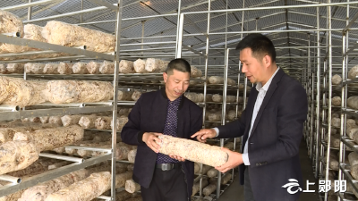 【奋进新征程 建功新时代▪乡村振兴故事】白桑关镇：改造香菇大棚 助推产业发展