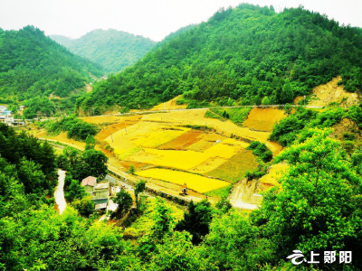 五峰乡：抢收抢种忙“三夏”