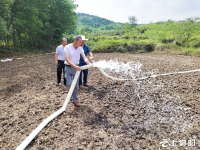 安阳镇：指导种植大户改种旱稻应对旱情