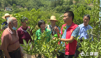 【下基层 察民情 解民忧 暖民心】青曲镇：防治柑橘大实蝇 确保柑橘增产 群众增收