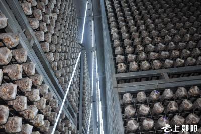 郧阳昌欣香菇：出口势头旺  酷暑生产忙