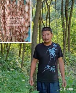 秦子洪：让“郧阳天麻”重现曙光