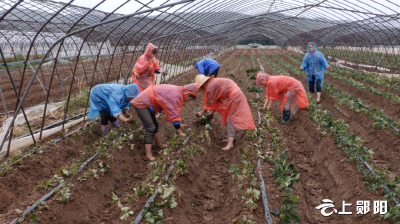 秋雨送墒 郧阳区5000亩草莓抢墒下地
