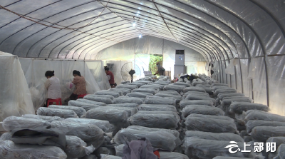 【喜迎二十大 乡村看变化】白桑关镇 : 香菇棚里点菌忙