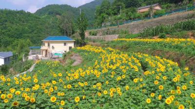 郧阳城关镇翻山堰村向日葵花海惊艳上线，快来打卡