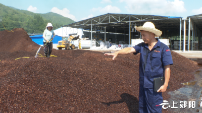 【喜迎二十大 乡村看变化】南化塘镇：战高温 保生产 全力冲刺秋栽香菇制棒工作 