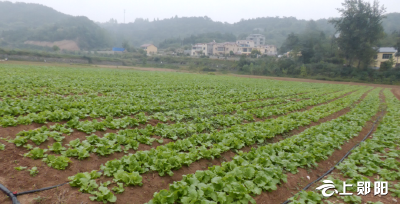 【喜迎二十大 乡村看变化】 郧阳区15万亩秋冬蔬菜抢墒播种过半
