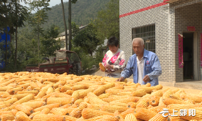 【喜迎二十大 乡村看变化】大柳乡：满目金黄似画卷 高山玉米粒归仓