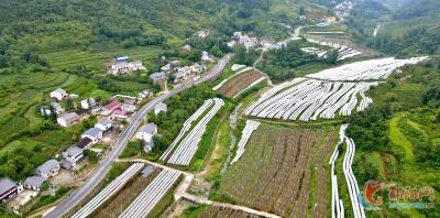 郧阳区龙泉村：提升乡村“颜值” 建设魅力“明星村”