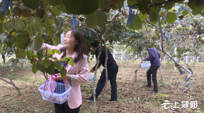 【喜迎二十大 】白桑关镇柏营村：累累硕果挂枝头 果香四溢迎丰收
