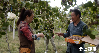 【喜迎二十大】青曲镇安沟村：猕猴桃熟香满山 产业兴旺引客来