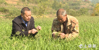 【学习贯彻二十大】核桃树垭村：高效发展特色农业 全力推进乡村振兴