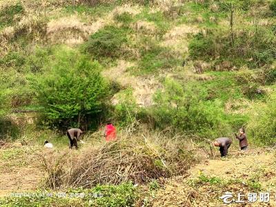 郧阳区城关镇2000亩抛荒耕地披上“绿装”