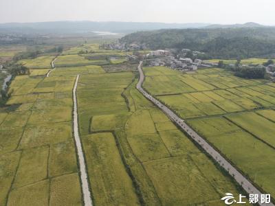 郧阳区加强农田水利建设   共同缔造美好生活