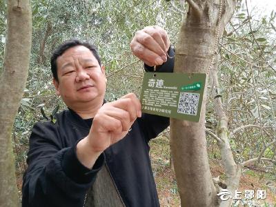 郧阳油橄榄示范园挂牌管理