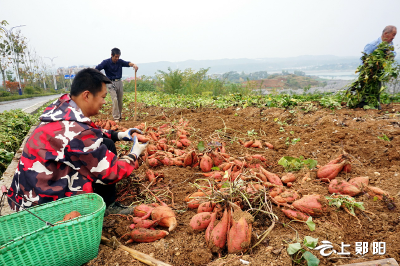 火热！郧阳农村挖红薯现场拍到的……