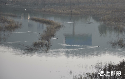 过冬“先头部队”已抵郧阳，这群“游泳健将”你见过吗？