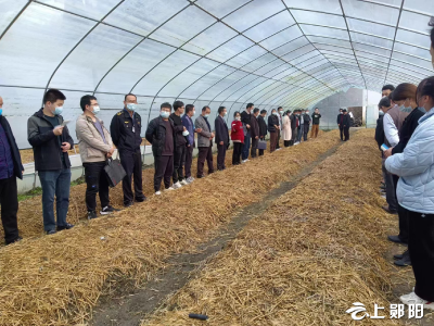 十堰市科技特派员谌宏远：一人带起一产业  兴业兴村同致富