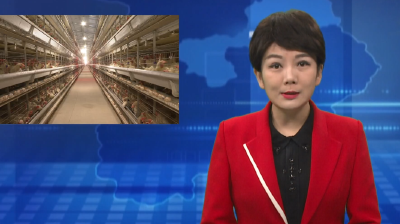南化塘镇：培育产业优势 做大蛋鸡产业