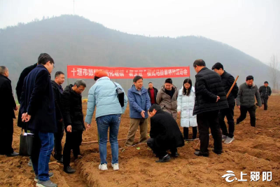 十堰市“薯玉豆”复合种植模式马铃薯播种现场会在我区召开