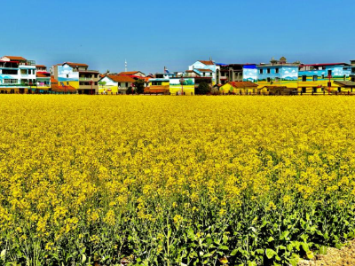 高桥村的乡村振兴成绩单