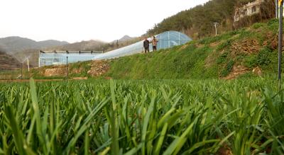 郧阳区：打造核心样板区 引领韭菜产业绿色高质量发展