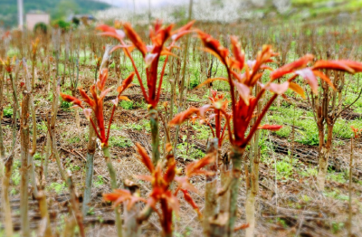 从恩施飞往韩国、加拿大！这口春天的味道你尝过了吗？