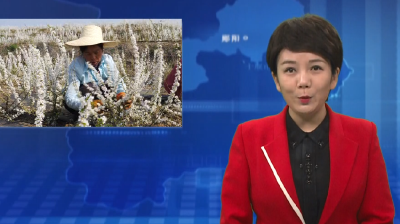 杨溪铺镇：满山果树花盛开 农旅融合促振兴