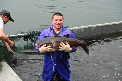 郧阳滔河水库生态捕捞忙