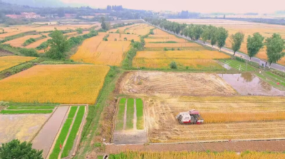 收麦子喽！郧阳小麦开镰~
