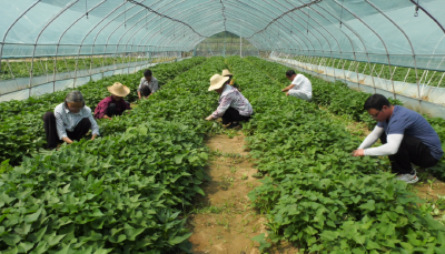 【乡村振兴新画卷】郧阳区：小红薯孕育致富新“薯”光