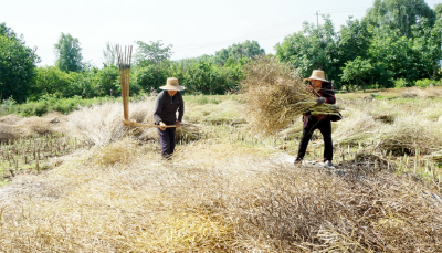 “花海”变“油田” ，全面开收！