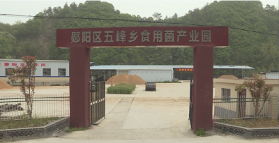 【乡村振兴新画卷】郧阳区五峰乡：食用菌产业园撑起群众“致富伞”