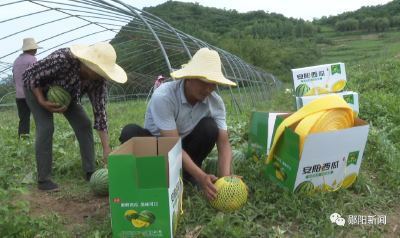 【乡村振兴新画卷】安阳西瓜香飘沃野 四方客商争相抢购