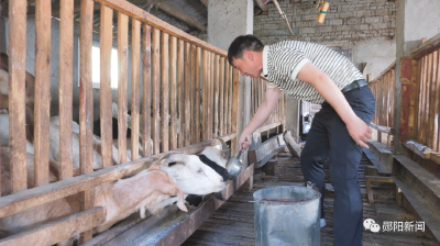 【乡村振兴新农人】尤兵：优化种养殖结构 念活“生态循环经”