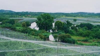 湖北安陆赵棚镇：小蓝莓带村民脱贫致富，昔日荒山成金山银山#奋进中国 大江澎湃