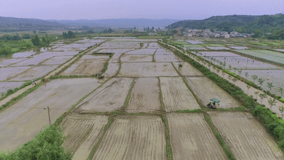 忙！又到插秧时 期待粮满仓