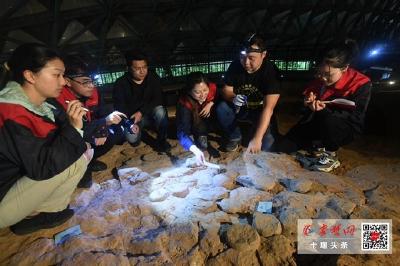 实至名归！十堰青龙山恐龙蛋化石入列“中国美丽化石”