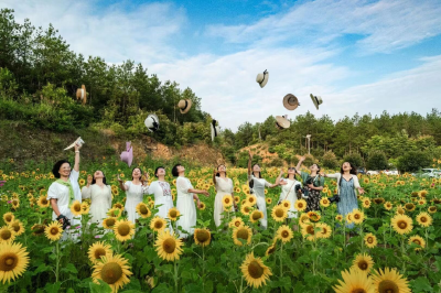 惊艳！郧阳这片向日葵花海浪漫绽放~