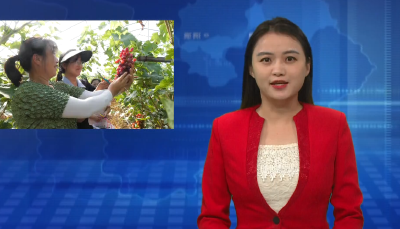 洪门铺村：“小葡萄”串起强村富民“大产业”