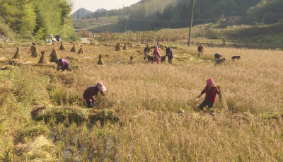 【乡村振兴新画卷】鲍峡镇大墩子村：胭脂稻丰收 农民喜奔致富“稻”路