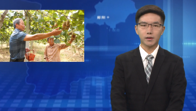 安沟村：猕猴桃熟  甜香满园