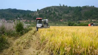 郧阳区安阳镇：全力抢收秋粮 确保颗粒归仓