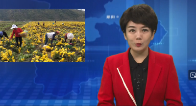 五峰乡：又是一年菊花黄 香飘山野致富忙