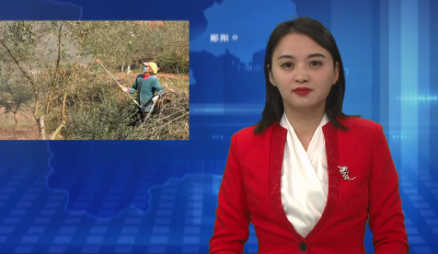 安阳湖油橄榄基地：做好冬季管护 促进油橄榄产业提质增效