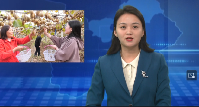 白桑关镇柏营村：金秋十月果满园 猕猴桃熟笑开颜