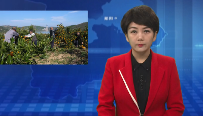青曲镇郑家河村：柑橘成熟促果农增收